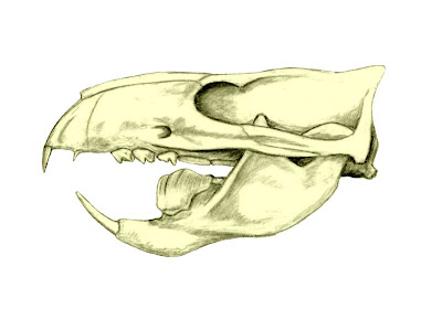 Ptilodus skull