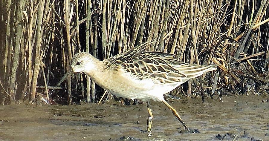Dorset Birds: Sightings - Friday 3rd November 2017