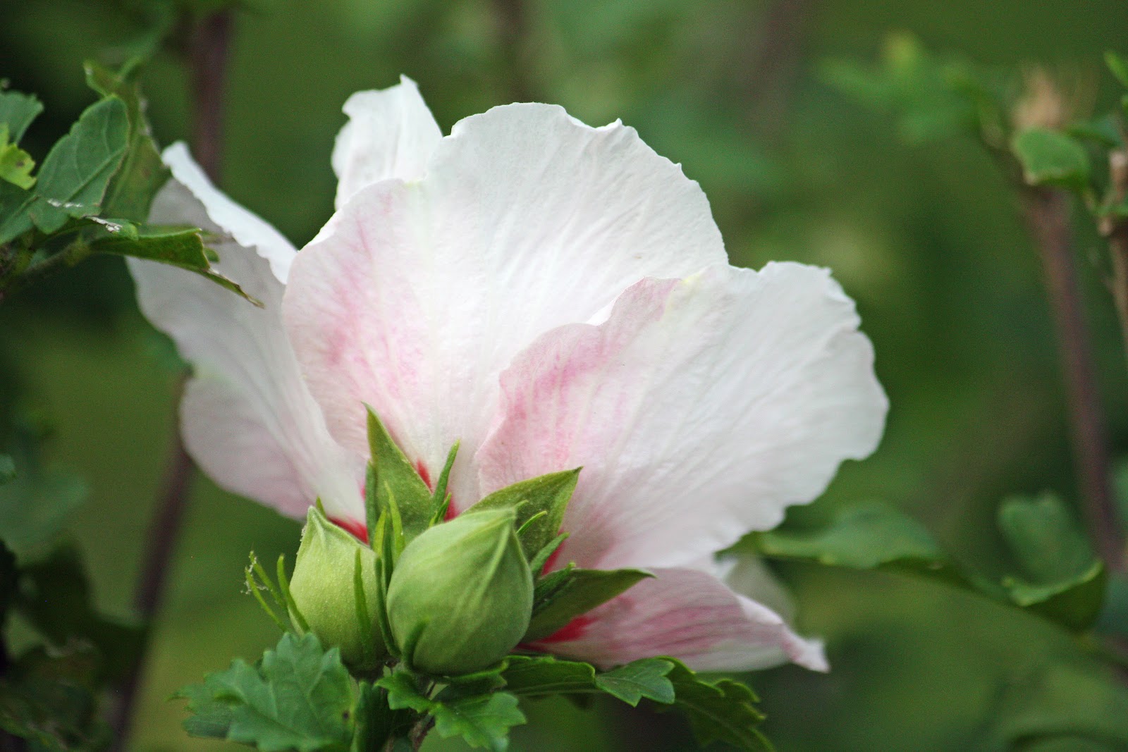 Round The Bend Rose of Sharon