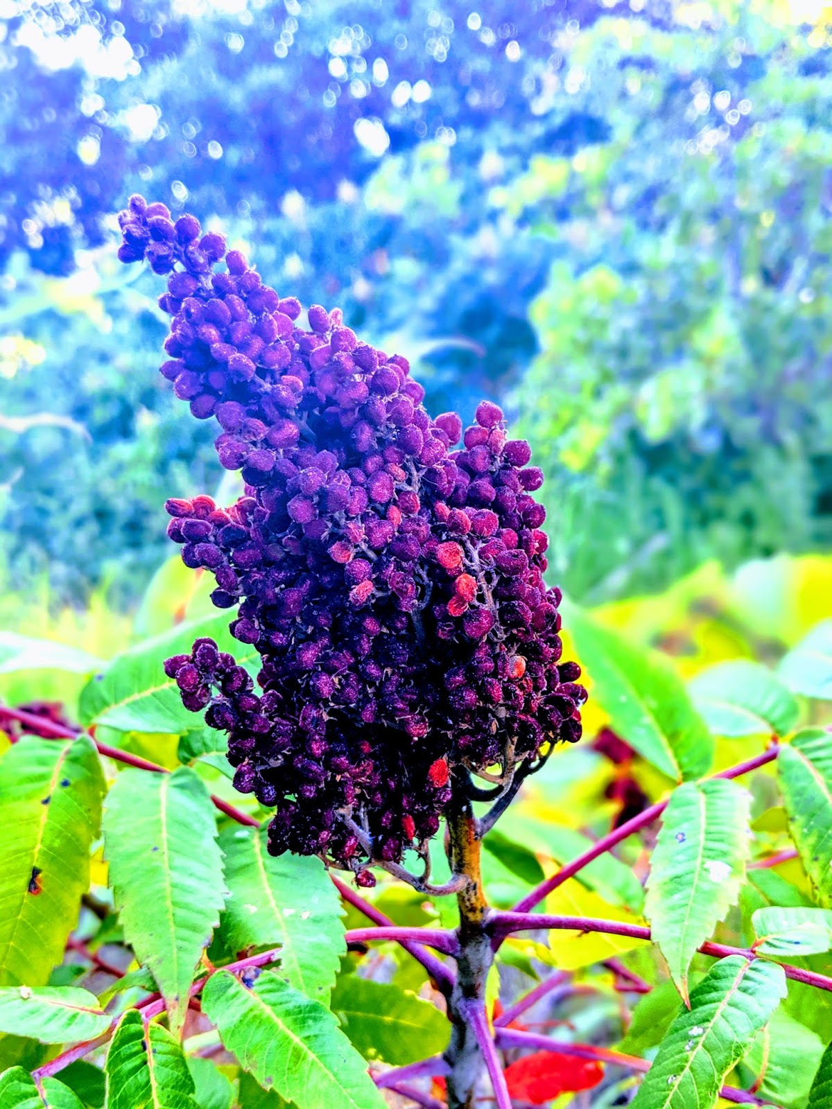 Foraged Sumac