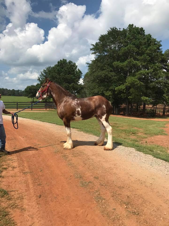 Classic City Clydesdales Clydesdales For Sale
