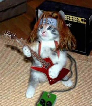 ¡Gato rockero!
