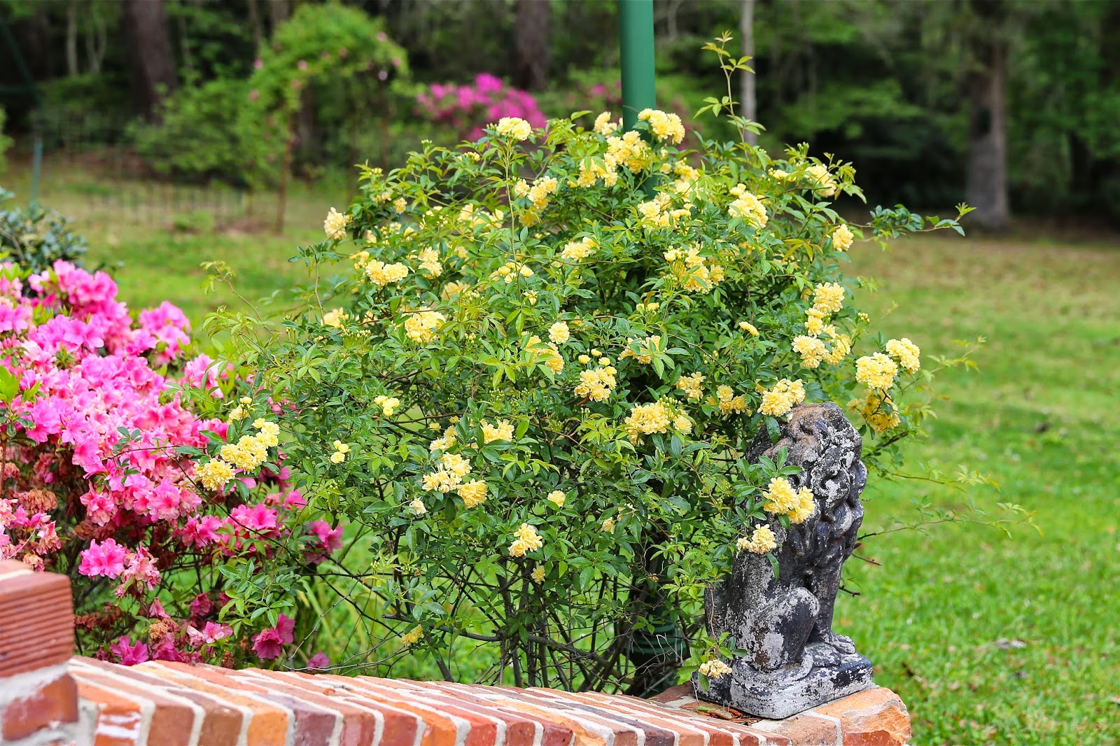 Sweet Southern Days: The Azaleas Are Blooming