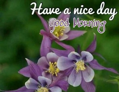 Amazing Images of Good Morning Wishes with Flowers Amazing Images of Good Morning Wishes with Flowers