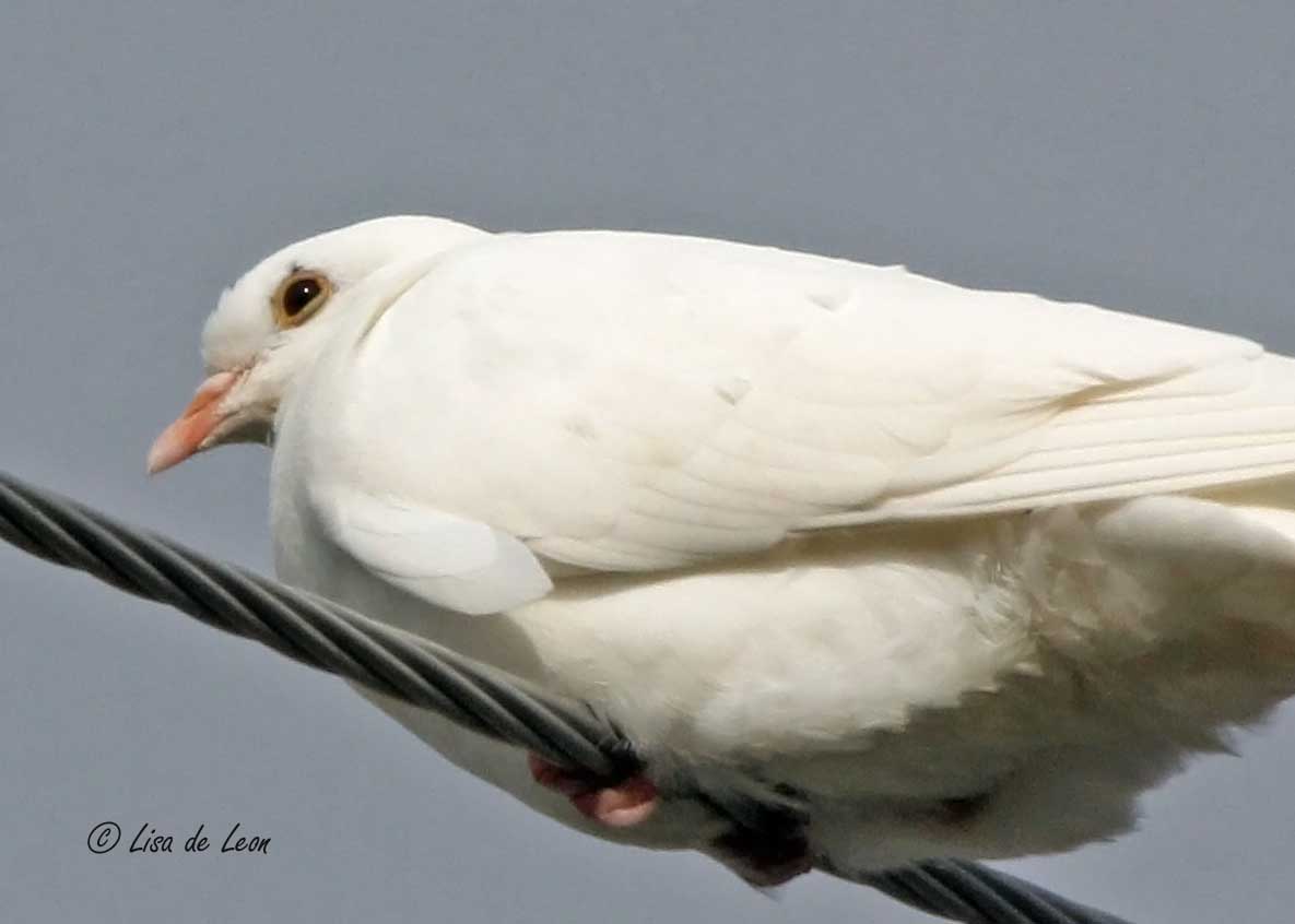 Birding with Lisa de Leon White Dove