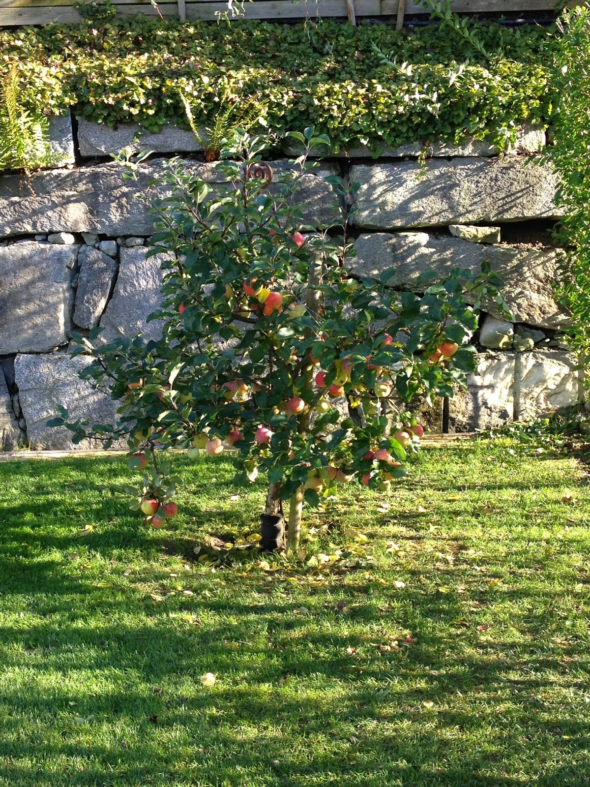 Wohnbrise äpfel aus dem eigenen garten