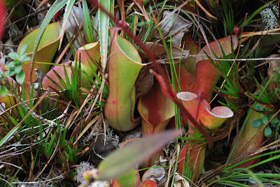 Heliamphora nutans Heliamphora nutans