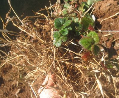 tangle of wire grass roots & strawberry roots