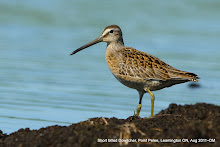 Short billed Dowitcher