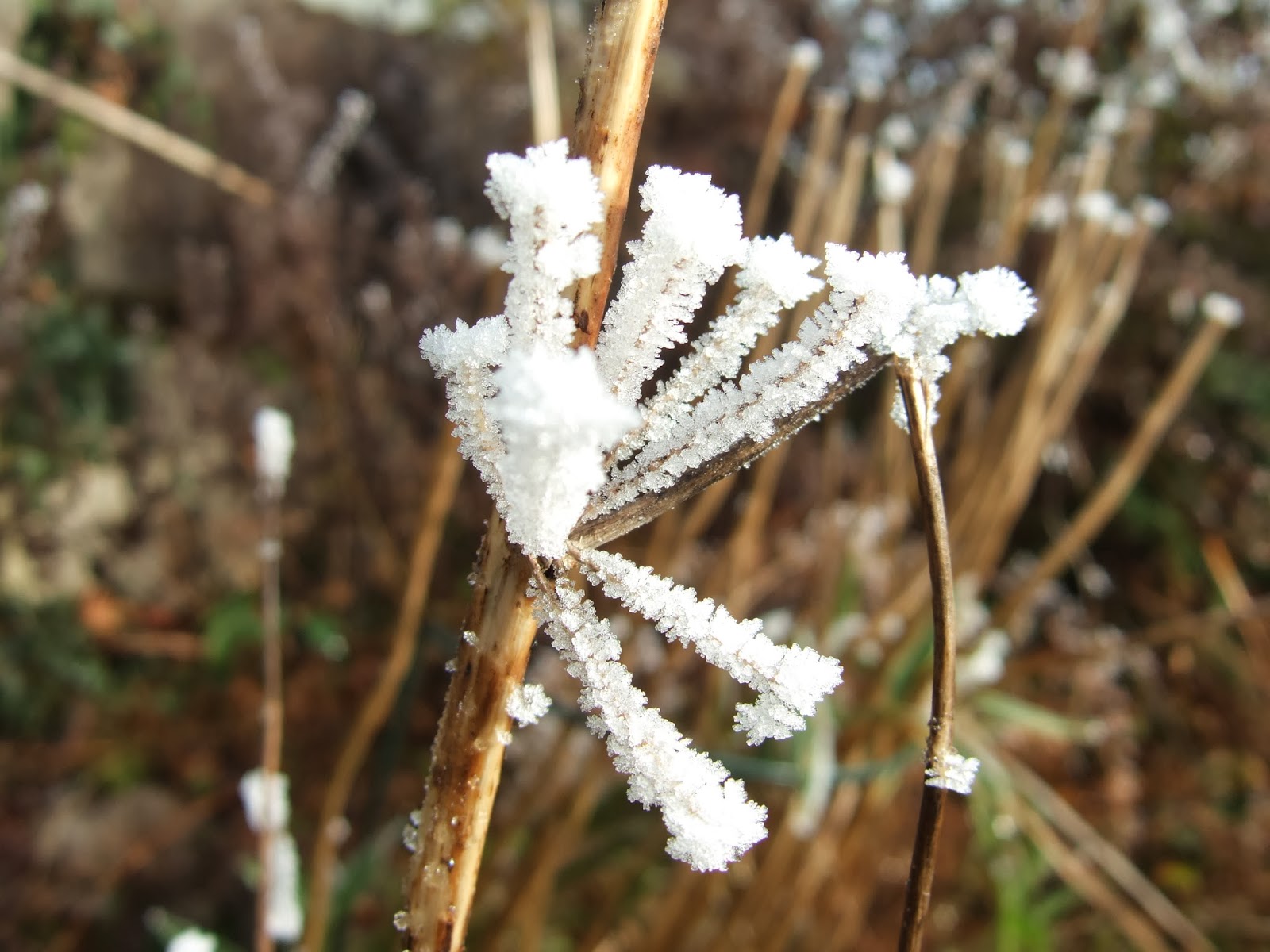 JURA - GARTEN: Verzauberter Garten