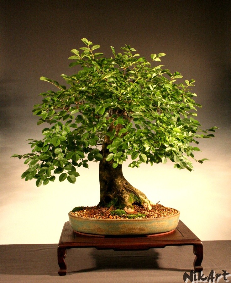 Secret Life Letters To A Persian Cat