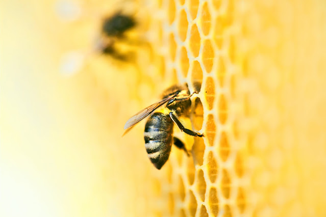 El Día Mundial De Las Abejas, 20 De Mayo