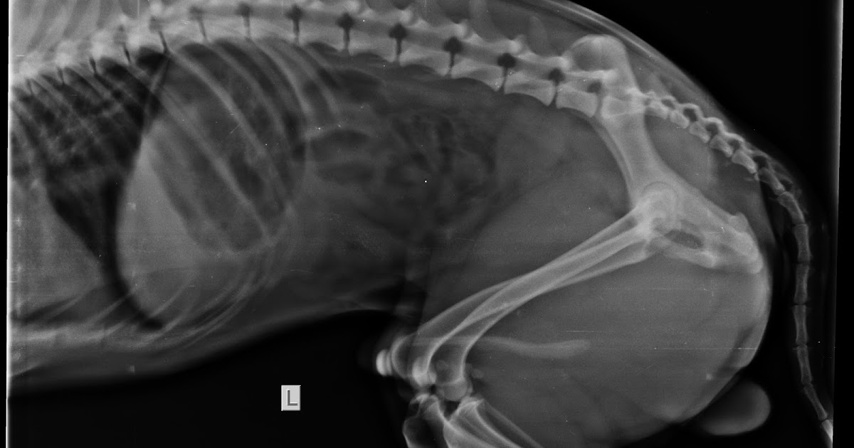 xray first xray Abdomen dog