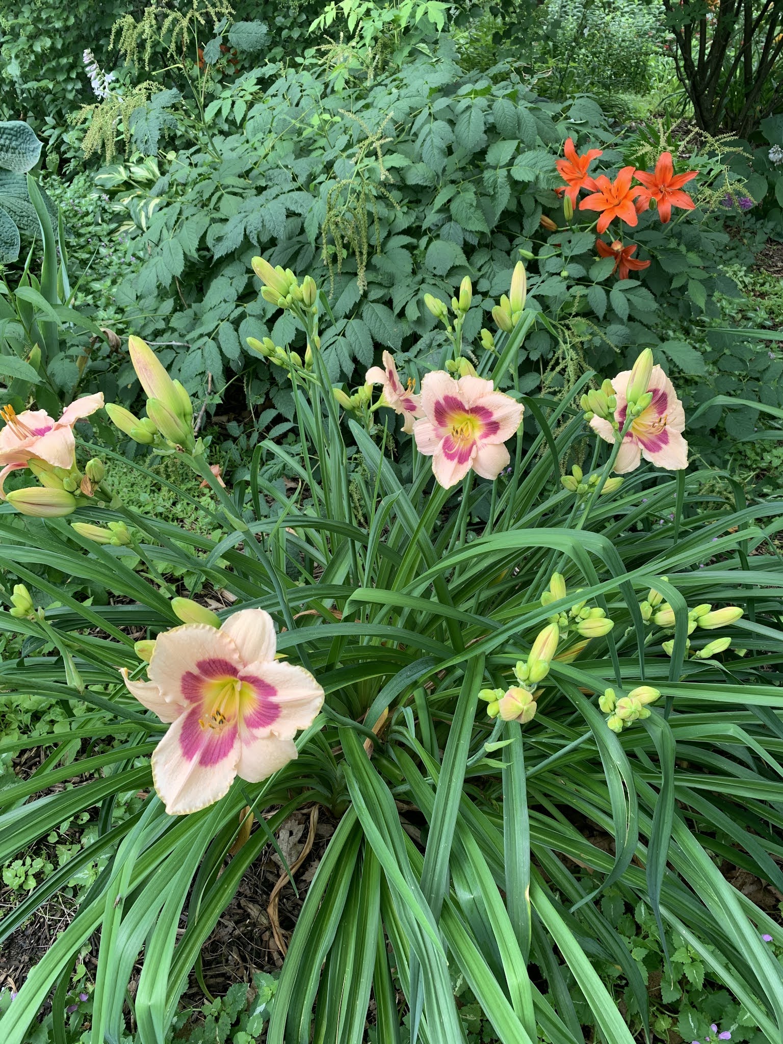 Amy's Creative Pursuits: July Blooms and A Peek At My Vegetable Garden