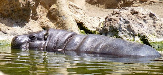 Bioparc Valencia. Bioparc Valencia.