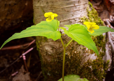 Halberd-leaved violet (Viola hastata)