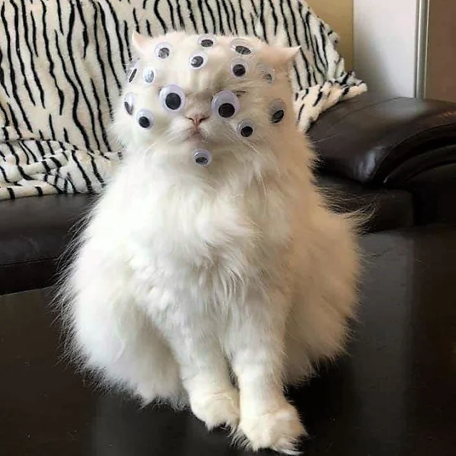 Googly-eyed cat