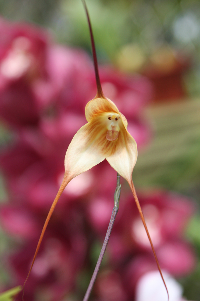 monkey orchid grinning