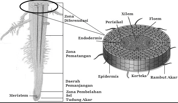 Pertumbuhan Primer Pada Tumbuhan