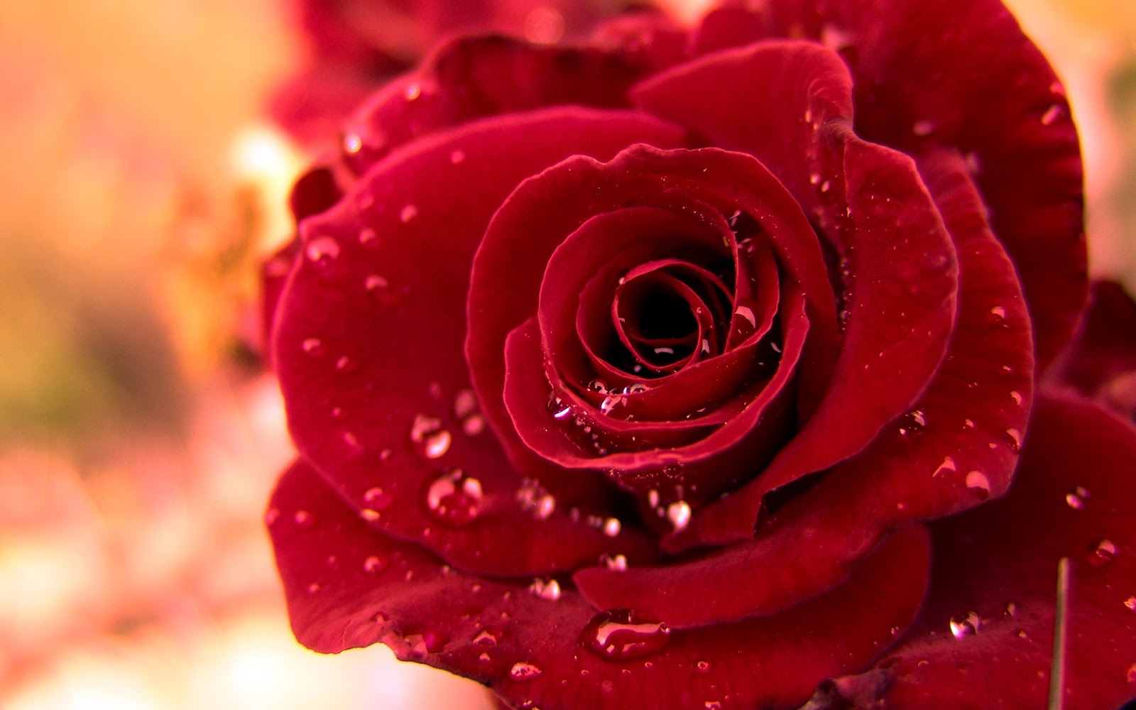 Rose Wide HD Wallpapers - Flowers