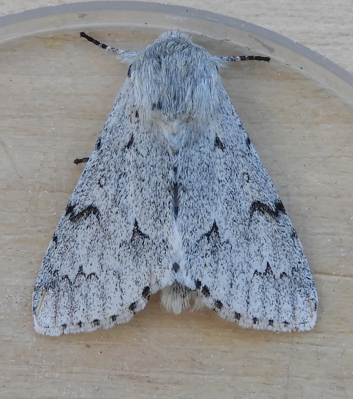 Ceredigion Moths: Miller