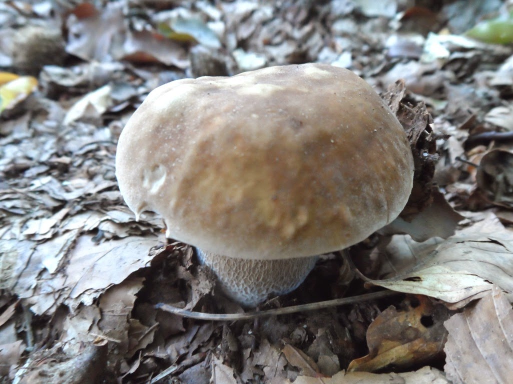 Funghi In Toscana Esplorando
