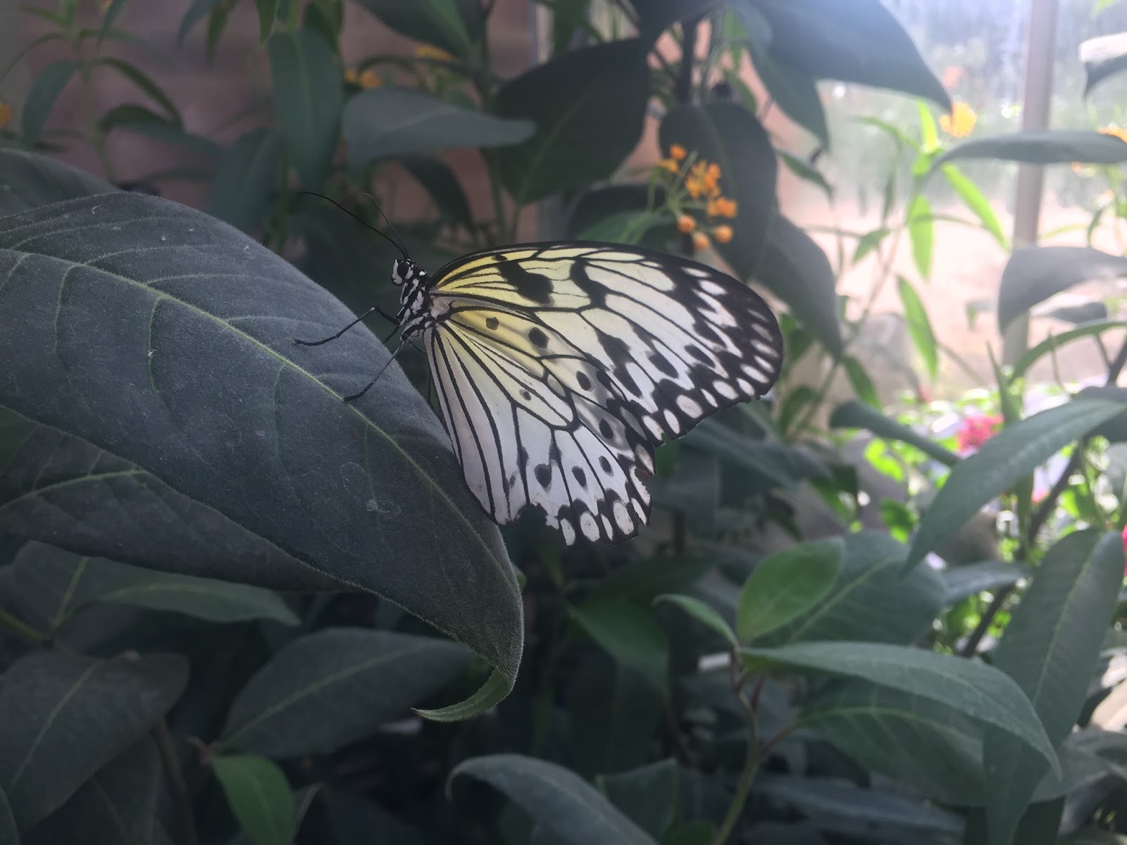 The Horniman Museum Butterfly House The Ark In Space