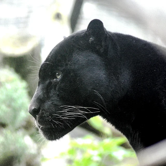 Black leopard. Image by Michael Drummond from Pixabay