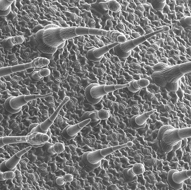 Pengertian Dan Ciri ciri Jaringan Epidermis serta bagian bagiannya