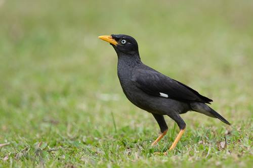 Mengenal Ciri Burung Jalak Kebo Lebih Dekat Plus Gambarnya