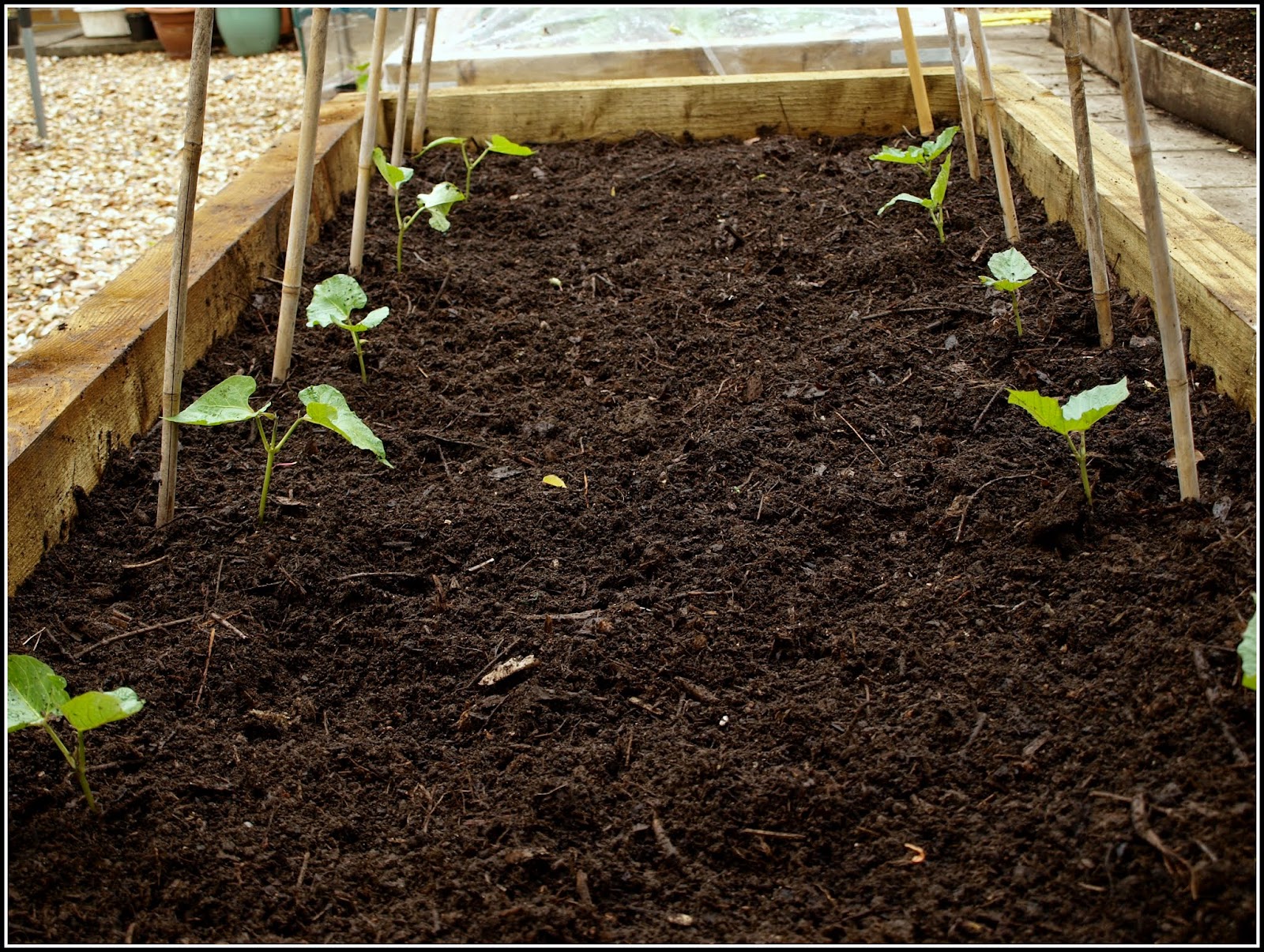Marks Veg Plot Planting Out Runner Beans