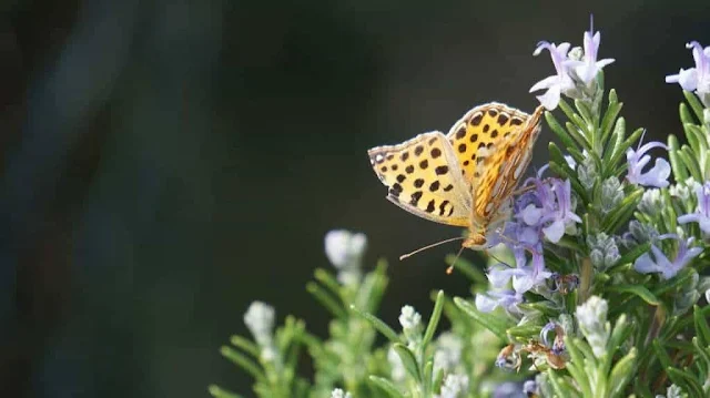 Was ist das Leben - Waldmärchen Schweden - Ewigkeit und Freude Was ist das Leben - Waldmärchen Schweden - Ewigkeit und Freude