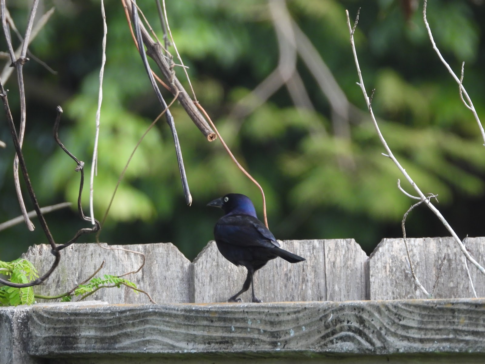 Bird & Travel Photos, Birding Sites, Bird Information MALE COMMON