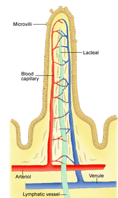 Bio 12 digestive system project