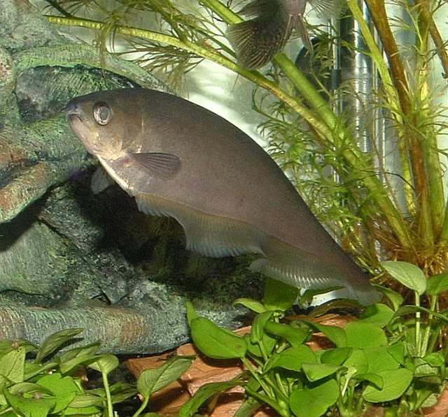 African Brown Knife Fish ( Xenomystus nigri ) FISH