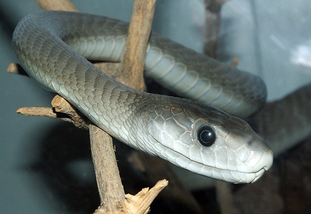 Black Mamba, Ular Berbisa Terpanjang di Dunia Setelah King Cobra