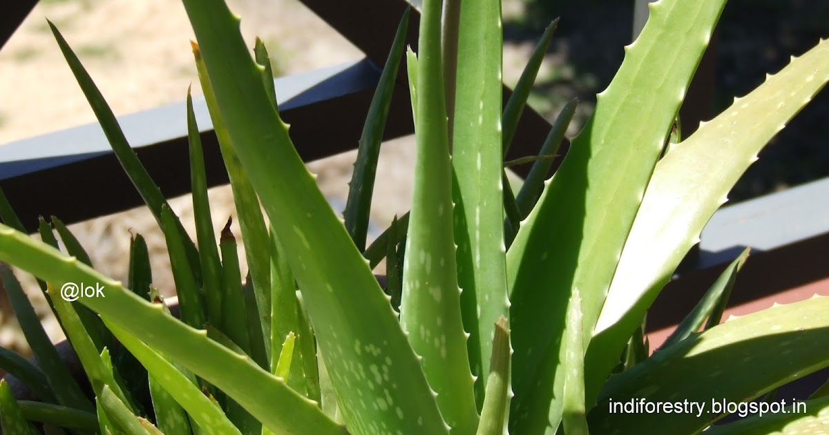 INDIAN FORESTRY Aloe vera Medicinal Uses,Classification,Description