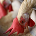 Penjelasan Terkait Anggaran Pengadaan Ayam Dinilai Transparans