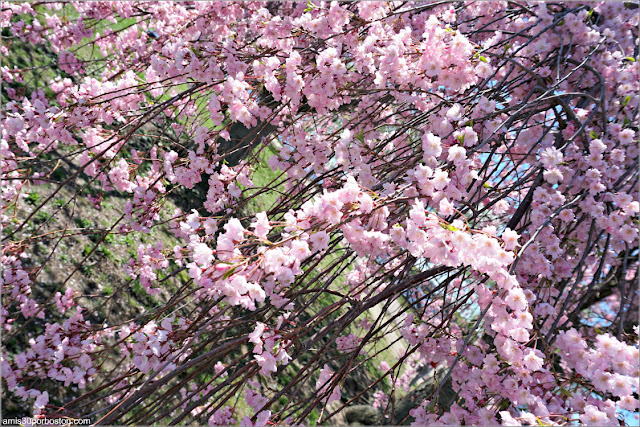 Flores de Sakura o Cerezo Japonés en la Esplanade de Boston