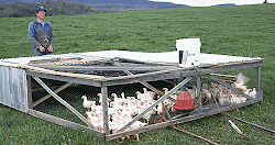salatin joel tractor poultry meat chicken pastured mobile coops raised farm pen coop chickens grazing hen broiler pasture pens birds