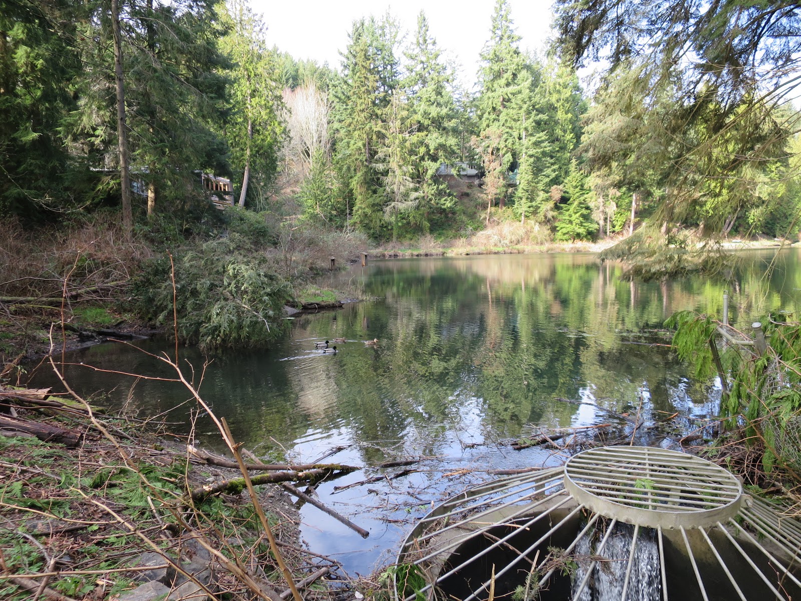 Shoreline Area News Hidden Lake closed to recreation