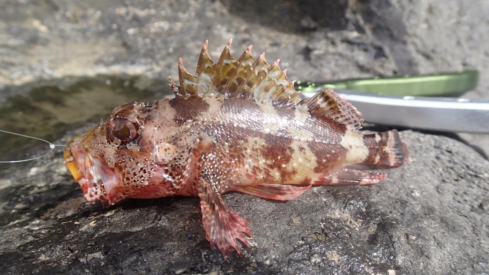 Lure and Light Game Rockfish Madeira.