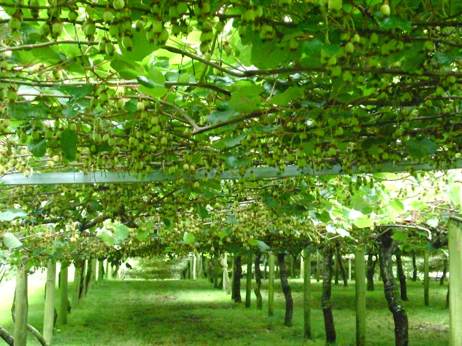 A friend, Barling owns a Kiwi fruit farm in Tauranga. 