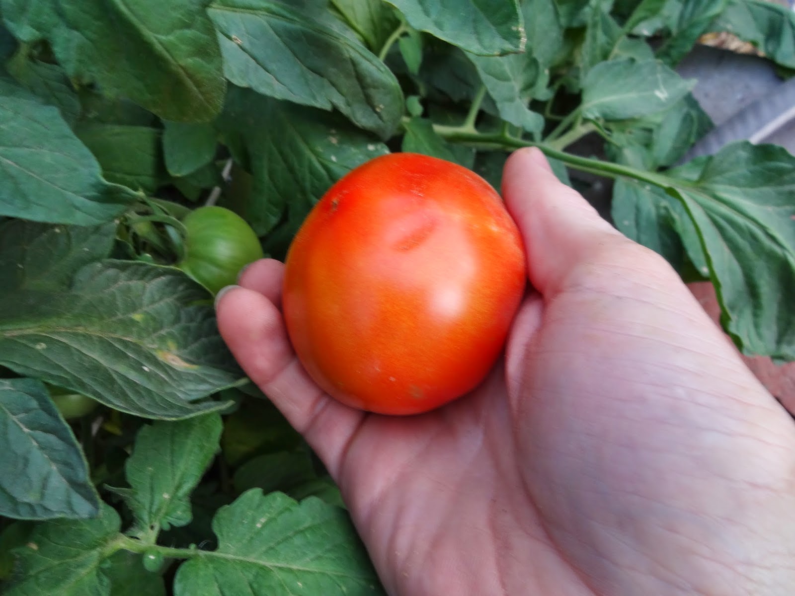 The Scientific Gardener: Out with the old and in with the new – Tomatoes!