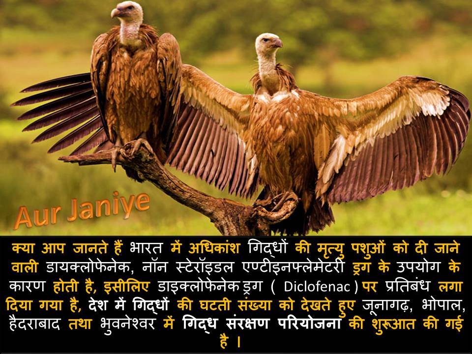 essay on vulture bird in hindi language