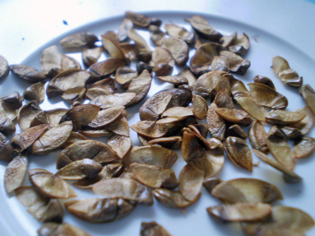 Green Jean: seeds, seeds