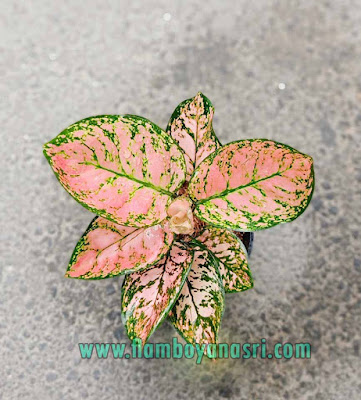 35 Jenis Aglaonema Beserta Gambar