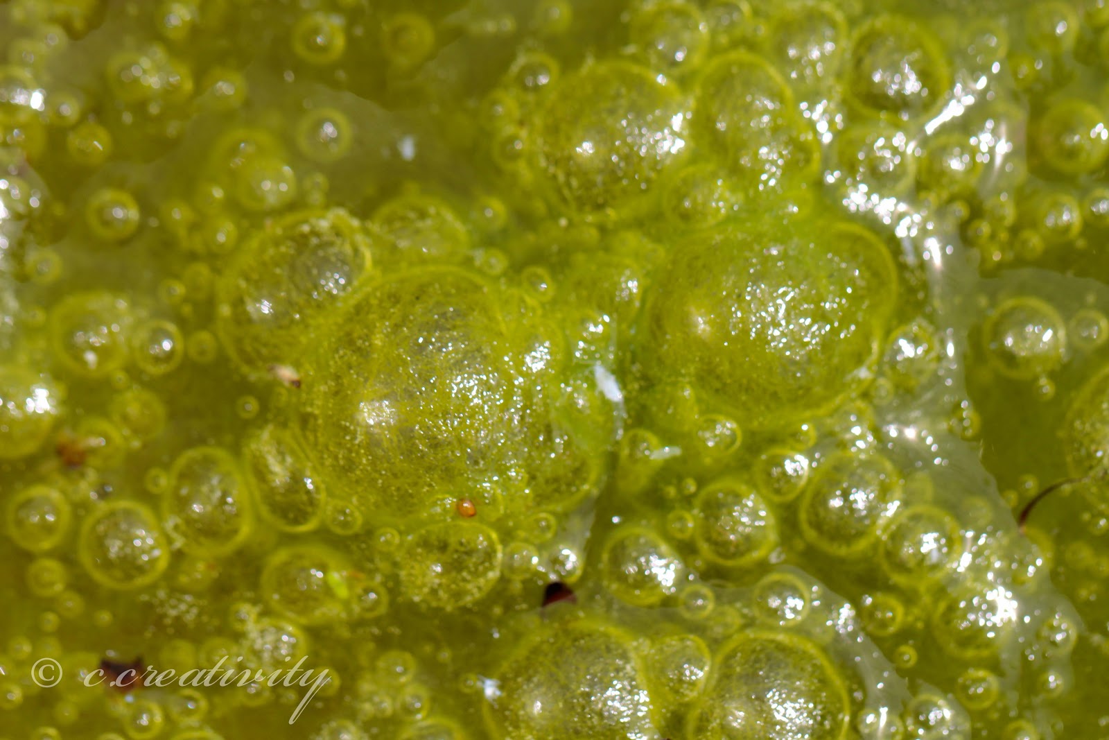 c. creativity life in macro Pond Ecology