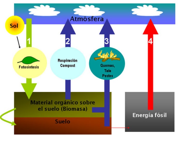 El caldén: un árbol que nos identifica a los pampeanos: El