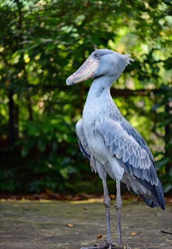  Shoebill: Most Strange Looking Birds